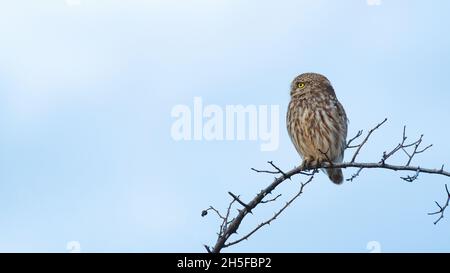 Portrait d'un petit hibou Athene noctua, hibou est assis sur un bâton contre le ciel. Banque D'Images