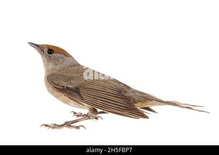 Blackcap, Sylvia atricapilla, femelle isolée sur fond blanc Banque D'Images