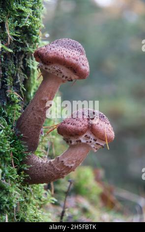 Deux champignons au miel sur le tronc recouvert de mousse d'un chêne Banque D'Images