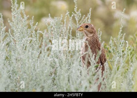 Le pain de maïs Emberiza calandra, calamar dans l'herbe. Banque D'Images