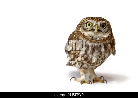 Petite hibou (Athene noctua) debout devant un fond blanc. Banque D'Images