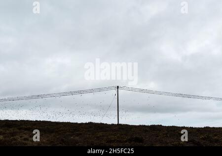 Un troupeau de starlings se précipitant sur des fils ou des lignes électriques près de leur roost à Llandegley, Powys, au centre du pays de Galles, au Royaume-Uni Banque D'Images