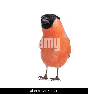 Bullfinch eurasien, mâle, Pyrrhula pyrrhula isolé sur fond blanc. Banque D'Images