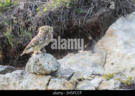 Portrait d'un petit hibou Athene noctua, avec un oiseau piégé dans sa patte. Banque D'Images