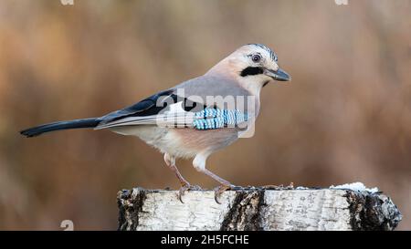 Jay eurasien Garrulus glandarius, assis sur une souche dans une belle lumière. Banque D'Images