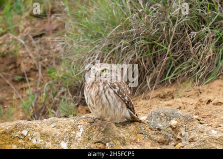 Le petit hibou des oiseaux Athena noctua se trouve sur un rocher. Banque D'Images