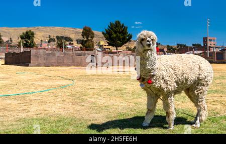 Alpaga au temple de la fertilité Inca Uyo à Chucuito, Pérou Banque D'Images