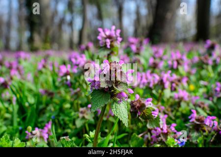 Beaucoup de fleurs vives de violet foncé de Lamium album plante, communément connu comme ortie morte dans une forêt dans un jour ensoleillé de printemps, magnifique arrière-plan floral extérieur Banque D'Images