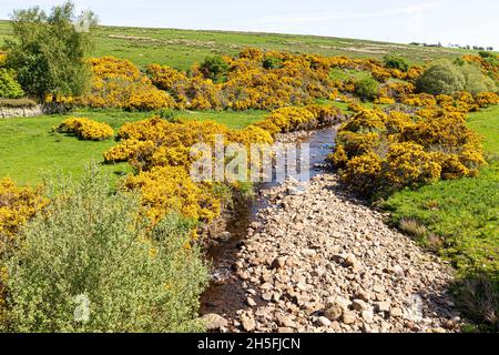 Gorse fleurit début juin sur les Pennines à côté de Black Burn à Midgeholme, Cumbria UK Banque D'Images