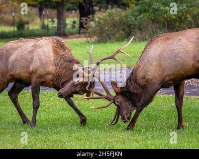 Deux wapitis ou wapitis manitobains se fauchent près du centre d'accueil d'Oconaluftee dans le parc national des Great Smoky Mountains, en Caroline du Nord, aux États-Unis Banque D'Images