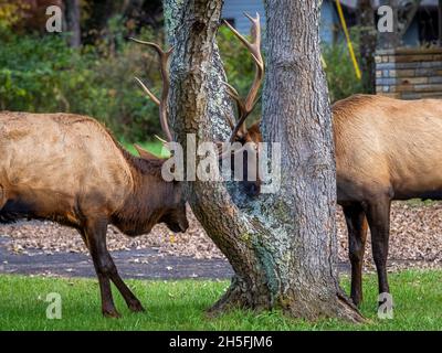 Deux wapitis ou wapitis manitobains se fauchent près du centre d'accueil d'Oconaluftee dans le parc national des Great Smoky Mountains, en Caroline du Nord, aux États-Unis Banque D'Images