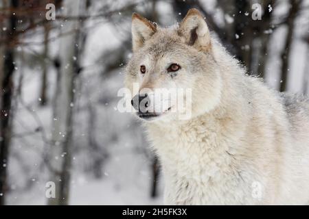 Beauté du loup blanc Banque D'Images