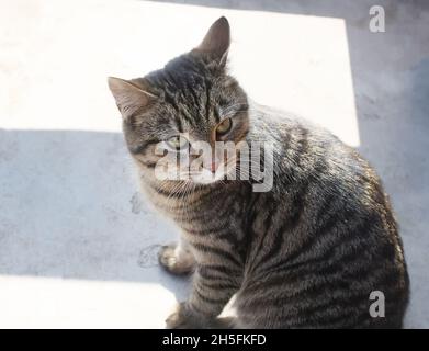 Un jeune chat gris assis sur le seuil de la maison rurale en plein air Banque D'Images