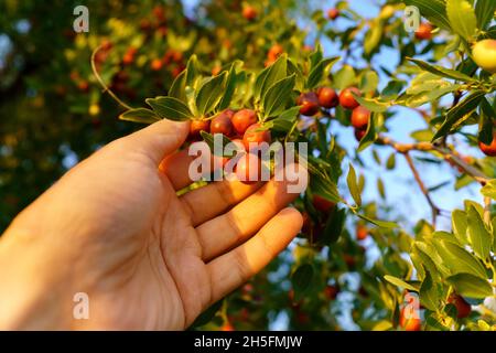 Fruits de ziziphus juba sur les branches d'arbres dans le jardin en gros plan, fruits mûrs de dates chinoises.Mise au point sélective Banque D'Images
