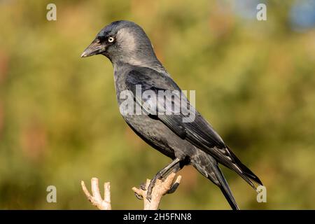 WESTERN Jackdaw, Corvus monedula, perché sur une branche , Bedfordshire, automne 2021 Banque D'Images