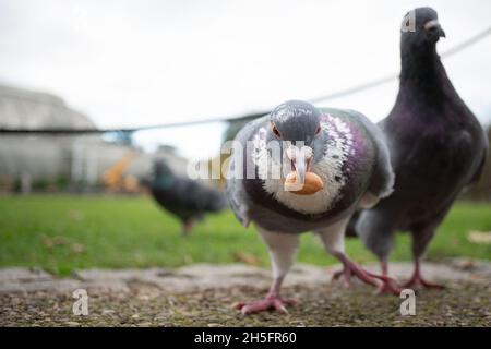 Londres, Royaume-Uni.Mardi 9 novembre 2021.Pigeons dans les jardins de Kew à Londres.Photo: Richard Gray/Alamy Live News Banque D'Images