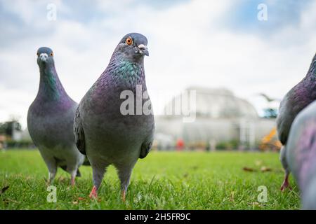 Londres, Royaume-Uni.Mardi 9 novembre 2021.Pigeons dans les jardins de Kew à Londres.Photo: Richard Gray/Alamy Live News Banque D'Images