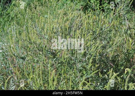 Herbe à poux, herbe à poux annuelle, mauvaise herbe à poux, Beifußblättrige Traubenkraut, parlagfű, Ambrosia artemisiifolia, Hongrie, Magyarország, Europe Banque D'Images