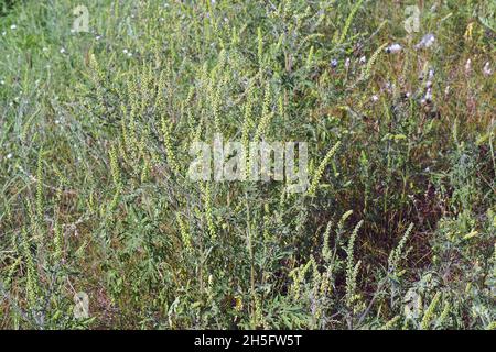 Herbe à poux, herbe à poux annuelle, mauvaise herbe à poux, Beifußblättrige Traubenkraut, parlagfű, Ambrosia artemisiifolia, Hongrie, Magyarország, Europe Banque D'Images