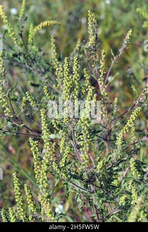 Herbe à poux, herbe à poux annuelle, mauvaise herbe à poux, Beifußblättrige Traubenkraut, parlagfű, Ambrosia artemisiifolia, Hongrie, Magyarország, Europe Banque D'Images