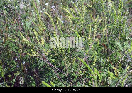 Herbe à poux, herbe à poux annuelle, mauvaise herbe à poux, Beifußblättrige Traubenkraut, parlagfű, Ambrosia artemisiifolia, Hongrie, Magyarország, Europe Banque D'Images