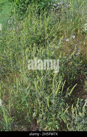 Herbe à poux, herbe à poux annuelle, mauvaise herbe à poux, Beifußblättrige Traubenkraut, parlagfű, Ambrosia artemisiifolia, Hongrie, Magyarország, Europe Banque D'Images