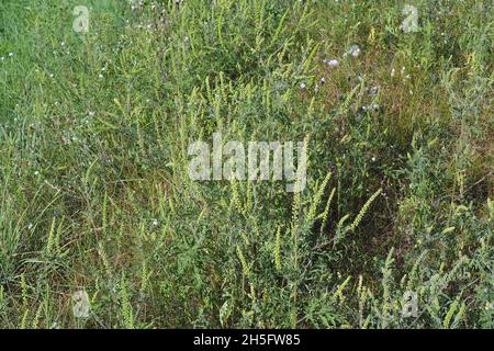 Herbe à poux, herbe à poux annuelle, mauvaise herbe à poux, Beifußblättrige Traubenkraut, parlagfű, Ambrosia artemisiifolia, Hongrie, Magyarország, Europe Banque D'Images