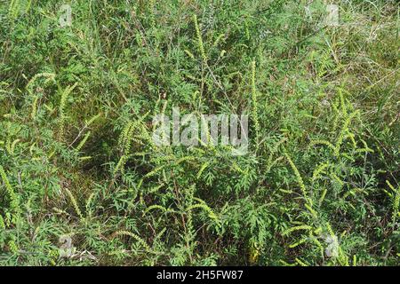 Herbe à poux, herbe à poux annuelle, mauvaise herbe à poux, Beifußblättrige Traubenkraut, parlagfű, Ambrosia artemisiifolia, Hongrie, Magyarország, Europe Banque D'Images