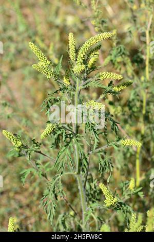 Herbe à poux, herbe à poux annuelle, mauvaise herbe à poux, Beifußblättrige Traubenkraut, parlagfű, Ambrosia artemisiifolia, Hongrie, Magyarország, Europe Banque D'Images