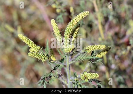 Herbe à poux, herbe à poux annuelle, mauvaise herbe à poux, Beifußblättrige Traubenkraut, parlagfű, Ambrosia artemisiifolia, Hongrie, Magyarország, Europe Banque D'Images