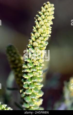 Herbe à poux, herbe à poux annuelle, mauvaise herbe à poux, Beifußblättrige Traubenkraut, parlagfű, Ambrosia artemisiifolia, Hongrie, Magyarország, Europe Banque D'Images