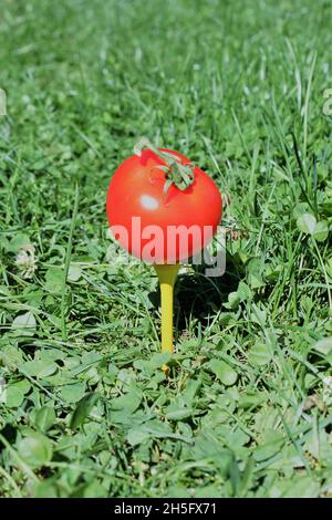 Une tomate rouge est prête à jouer sur un tee-shirt de golf Banque D'Images