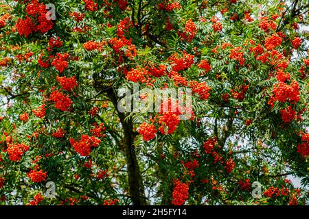 Petits pains aux baies mûres de frêne de montagne rouge sur une branche avec des feuilles vertes Banque D'Images