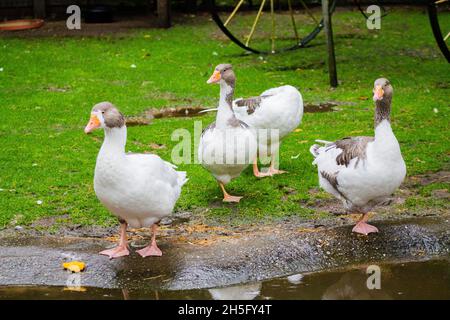 Groupe de goses blanches marchant sur la ferme verte par un reflet de l'eau sale Banque D'Images