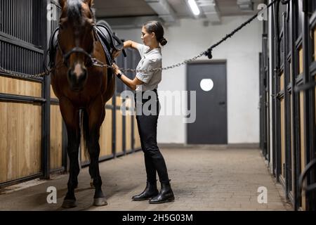 La femelle cavalier met des munitions sur son cheval en stable Banque D'Images