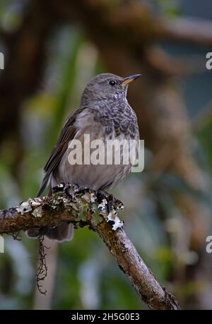 La Grive à gorge noire (Turdus atogularis) est un plumage d'hiver mâle perché sur une branche morte de Katmandou, au NépalFévrier Banque D'Images