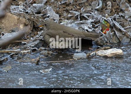 Grive à gorge noire (Turdus atrogularis) adulte se nourrissant au bord de l'étang gelé Katmandou, NépalFévrier Banque D'Images