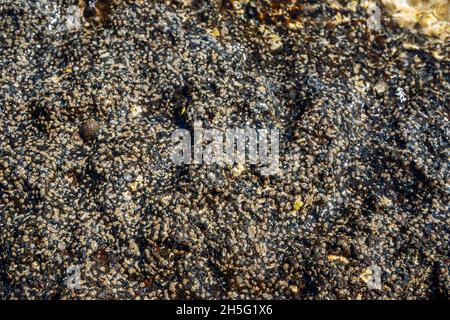 Gros plan de la roche de plage en pierre volcanique avec des coquillages et des barnacles sur l'eau.Photo de haute qualité Banque D'Images