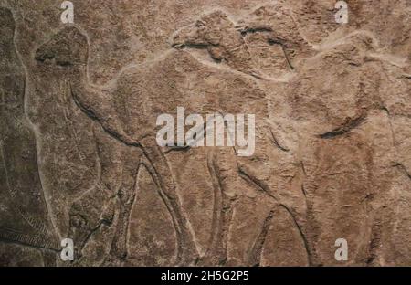Bas relief de chameaux dans une rangée grossièrement sculpté dans la pierre - l'antiquité égyptienne - arrière-plan Banque D'Images
