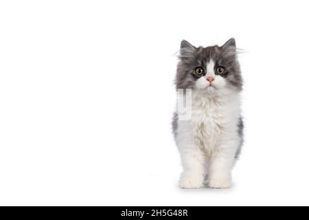 Très mignon bleu avec Cymric à queue blanche aka chat à poil long, debout face à l'avant.Regarder directement dans l'appareil photo avec les yeux plus doux Banque D'Images