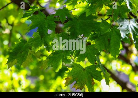 Vert frais Norvège feuilles d'érable 'Acer platanoides' rétro-éclairé par le soleil avec fond bokeh doux.Palmate à feuilles larges brillant.Dublin, Irlande Banque D'Images