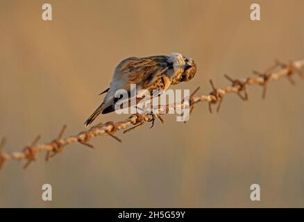 Femelle de Stonechat commun (Saxicola torquata) sur une clôture barbelée griffant le cou de Little Rann de Kachchh, Gujarat, IndeNovembre Banque D'Images