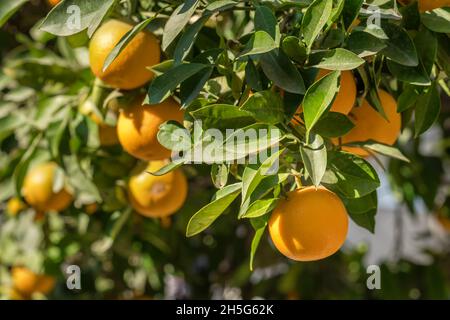 Oranges mûres suspendu à un arbre dans le jardin de fruits Banque D'Images