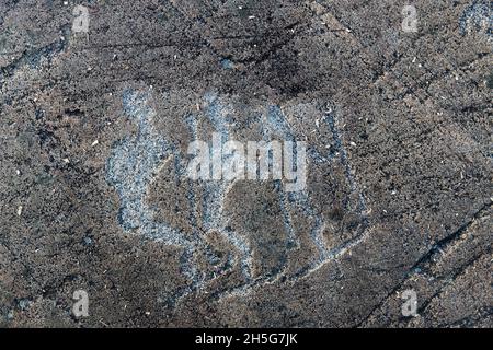 Pétroglyphes de la mer blanche (peintures rupestres anciennes) à Zalavruga, 4,5 mille ans av. J.-C. Belomorsk, Carélie, Russie. Elk et veau Banque D'Images