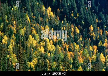 Vue aérienne de la forêt, vallée de la rivière Thompson, British Columbia, Canada Banque D'Images