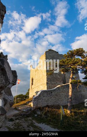 Mödling: Château de Mödling, Naturpark Föhrenberge (Parc naturel de Föhrenberge), arbres PIN autrichien (pin noir, Pinus nigra) à Wienerwald, Bois de Vienne, Banque D'Images