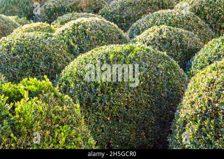 Boîte tronquée plantes sphères Buxus sempervirens arbustes Banque D'Images