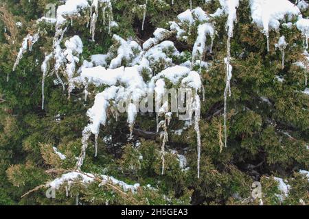 Fonte de la neige et des glaces sur un arbre à feuilles persistantes - gros plan - arrière-plan hivernal Banque D'Images