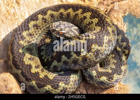 Adder (Vipera berus).Gros plan, identification, repères, arrière en V de la tête, vertical, vertical, pupille oculaire, balances à talons,longueur du corps en zigzag dorsal Banque D'Images