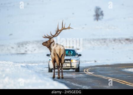 Bull elk (Cervus canadensis) debout au milieu de l'autoroute en hiver avec une voiture qui attend de passer Banque D'Images